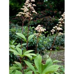 Kastanjebladet Bronzeblad Rodgersia Aesculifolia 1 Liter Potte 8 Kastanjebladet Bronzeblad Rodgersia Aesculifolia 1 Liter Potte -Planter Salgsbutik mi2165 rodgersia aesculifolia 75b3