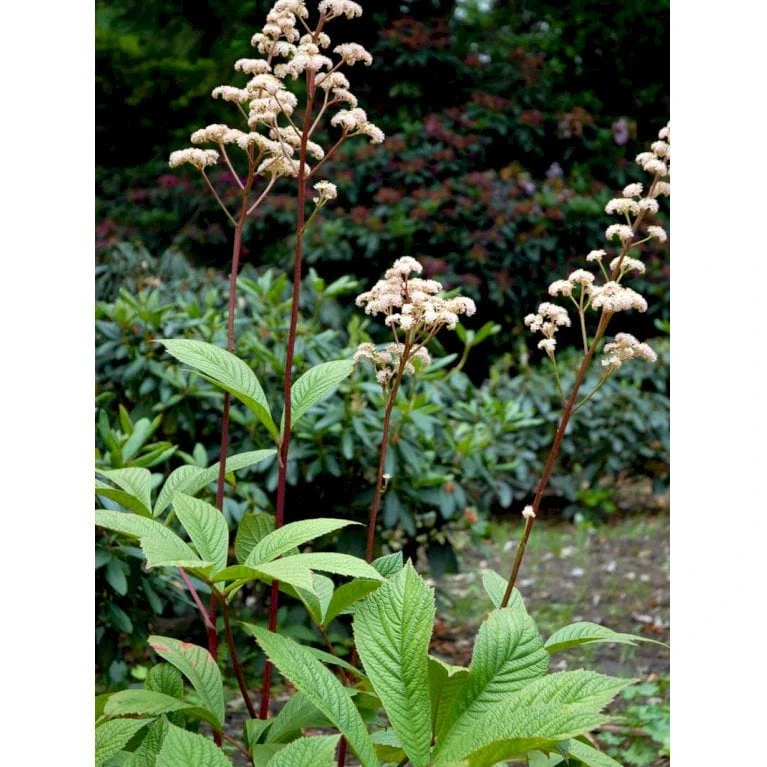 Kastanjebladet Bronzeblad Rodgersia Aesculifolia 1 Liter Potte 5 Kastanjebladet Bronzeblad Rodgersia Aesculifolia 1 Liter Potte - Image 3