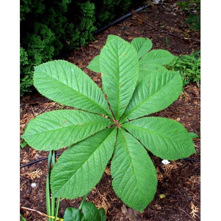 Kastanjebladet Bronzeblad Rodgersia Aesculifolia 1 Liter Potte 3 Kastanjebladet Bronzeblad Rodgersia Aesculifolia 1 Liter Potte