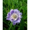 Skabiose Scabiosa Caucasica 'Perfecta' 1 Liter Potte -Planter Salgsbutik mi2360 scabiosa caucasica perfecta 5b3e