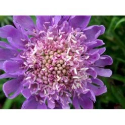 Due-Skabiosa 'Butterfly Blue' Scabiosa Columbaria 'Butterfly Blue' 1 Liter Potte 12 Due-Skabiosa 'Butterfly Blue' Scabiosa Columbaria 'Butterfly Blue' 1 Liter Potte -Planter Salgsbutik mi2363 scabiosa columbaria butterfly blue 2b10