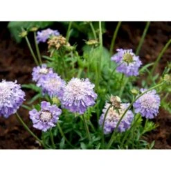 Due-Skabiosa 'Butterfly Blue' Scabiosa Columbaria 'Butterfly Blue' 1 Liter Potte 15 Due-Skabiosa 'Butterfly Blue' Scabiosa Columbaria 'Butterfly Blue' 1 Liter Potte -Planter Salgsbutik mi2363 scabiosa columbaria butterfly blue 5e02