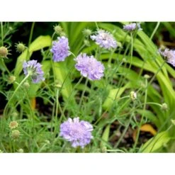 Due-Skabiosa 'Butterfly Blue' Scabiosa Columbaria 'Butterfly Blue' 1 Liter Potte 14 Due-Skabiosa 'Butterfly Blue' Scabiosa Columbaria 'Butterfly Blue' 1 Liter Potte -Planter Salgsbutik mi2363 scabiosa columbaria butterfly blue 8f47