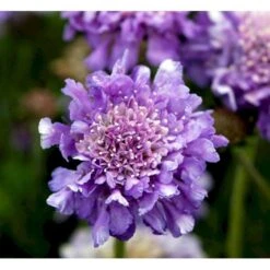 Due-Skabiosa 'Butterfly Blue' Scabiosa Columbaria 'Butterfly Blue' 1 Liter Potte 17 Due-Skabiosa 'Butterfly Blue' Scabiosa Columbaria 'Butterfly Blue' 1 Liter Potte -Planter Salgsbutik mi2363 scabiosa columbaria butterfly blue 90c8