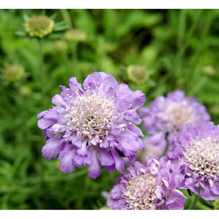 Due-Skabiosa 'Butterfly Blue' Scabiosa Columbaria 'Butterfly Blue' 1 Liter Potte 3 Due-Skabiosa 'Butterfly Blue' Scabiosa Columbaria 'Butterfly Blue' 1 Liter Potte