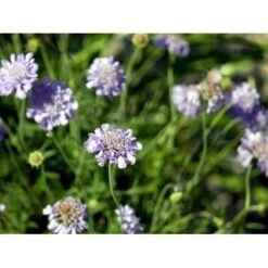 Due-Skabiosa 'Butterfly Blue' Scabiosa Columbaria 'Butterfly Blue' 1 Liter Potte 16 Due-Skabiosa 'Butterfly Blue' Scabiosa Columbaria 'Butterfly Blue' 1 Liter Potte -Planter Salgsbutik mi2363 scabiosa columbaria butterfly blue d209