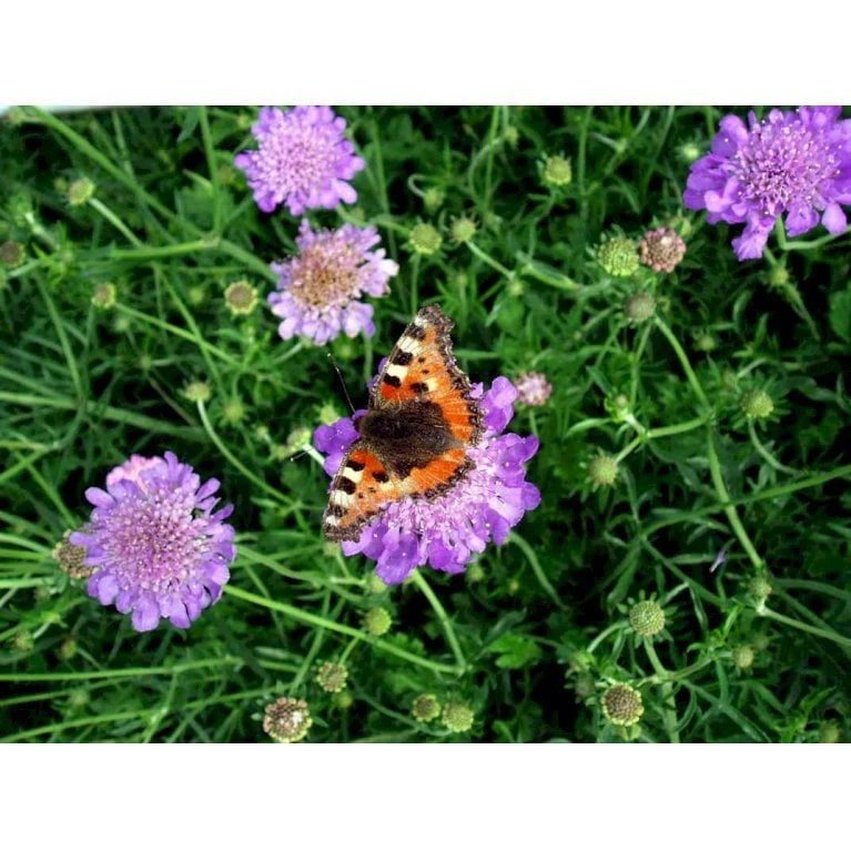 Due-Skabiosa 'Butterfly Blue' Scabiosa Columbaria 'Butterfly Blue' 1 Liter Potte 6 Due-Skabiosa 'Butterfly Blue' Scabiosa Columbaria 'Butterfly Blue' 1 Liter Potte - Image 4