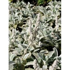 Lammeøre Stachys Byzantina 'Silver Carpet' 1 Liter Potte 10 Lammeøre Stachys Byzantina 'Silver Carpet' 1 Liter Potte -Planter Salgsbutik mi2444 stachys byzantina silver carpet 960c
