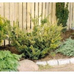 Taks 'Farmen' Taxus Media 'Farmen' Potte 3,0 Liter,- 25-30 Cm. 11 Taks 'Farmen' Taxus Media 'Farmen' Potte 3,0 Liter,- 25-30 Cm. -Planter Salgsbutik mi2521 taxus media farmen 1685
