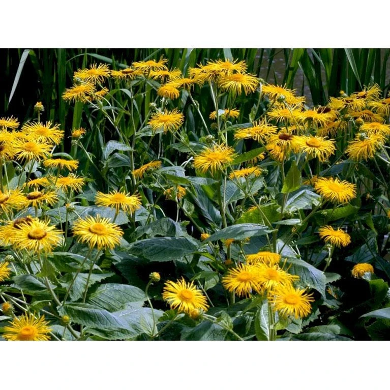 Stor Tusindstråle Telekia Speciosa 1 Liter Potte 8 Stor Tusindstråle Telekia Speciosa 1 Liter Potte - Image 6