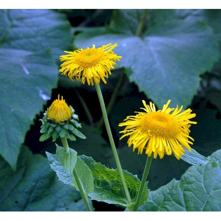 Stor Tusindstråle Telekia Speciosa 1 Liter Potte 3 Stor Tusindstråle Telekia Speciosa 1 Liter Potte