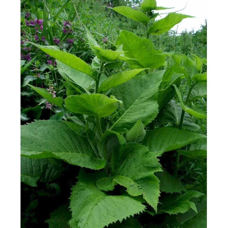 Stor Tusindstråle Telekia Speciosa 1 Liter Potte 5 Stor Tusindstråle Telekia Speciosa 1 Liter Potte - Image 3