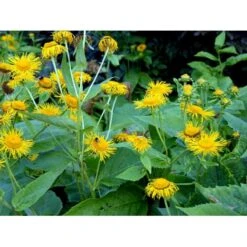 Stor Tusindstråle Telekia Speciosa 1 Liter Potte 12 Stor Tusindstråle Telekia Speciosa 1 Liter Potte -Planter Salgsbutik mi2555 telekia speciosa f496