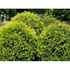 Thuja 'Golden Globe' Thuja Occidentalis 'Golden Globe'(dværgform) Potte 3,0 Liter,- 25-30 Cm. -Planter Salgsbutik mi2585 thuja occidentalis golden globe b071