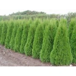Almindelig Thuja 'Smaragd' Thuja Occidentalis 'Smaragd' Potte 10 Liter,- 125-150 Cm. -Planter Salgsbutik mi2587 thuja occidentalis smaragd efeb