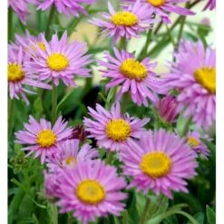 Alpeasters 'Happy End' Aster Alpinus 'Happy End' 9 Cm. Potte 10 Alpeasters 'Happy End' Aster Alpinus 'Happy End' 9 Cm. Potte -Planter Salgsbutik mi259 aster alpinus happy end 3b8f