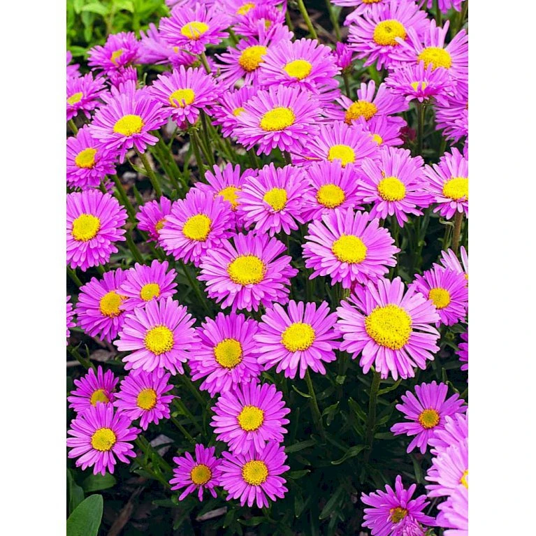 Alpeasters 'Happy End' Aster Alpinus 'Happy End' 9 Cm. Potte 7 Alpeasters 'Happy End' Aster Alpinus 'Happy End' 9 Cm. Potte - Image 5