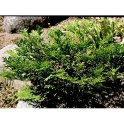 Dværg Hønsebenstræ 'Nana' Thujopsis Dolobrata 'Nana' Potte 3,0 Liter,- 20-25 Cm. 12 Dværg Hønsebenstræ 'Nana' Thujopsis Dolobrata 'Nana' Potte 3,0 Liter,- 20-25 Cm. -Planter Salgsbutik mi2612 thujopsis dolabrata nana a83e