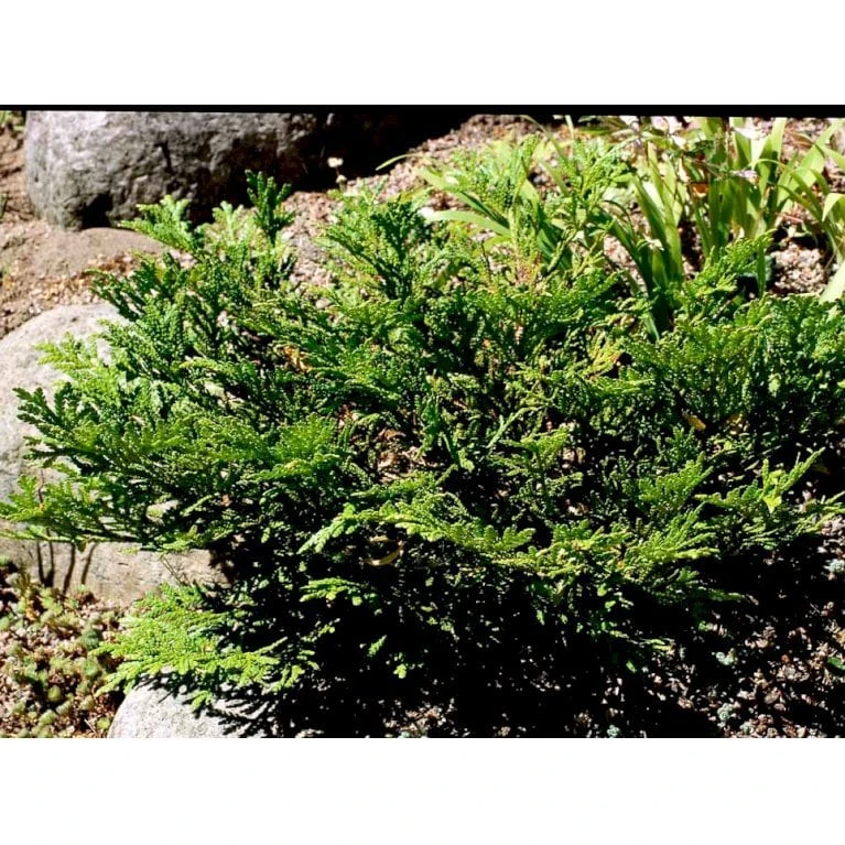 Dværg Hønsebenstræ 'Nana' Thujopsis Dolobrata 'Nana' Potte 3,0 Liter,- 20-25 Cm. 7 Dværg Hønsebenstræ 'Nana' Thujopsis Dolobrata 'Nana' Potte 3,0 Liter,- 20-25 Cm. - Image 5