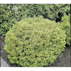 Dværg Hønsebenstræ 'Nana' Thujopsis Dolobrata 'Nana' Potte 3,0 Liter,- 20-25 Cm. 13 Dværg Hønsebenstræ 'Nana' Thujopsis Dolobrata 'Nana' Potte 3,0 Liter,- 20-25 Cm. -Planter Salgsbutik mi2612 thujopsis dolabrata nana df49