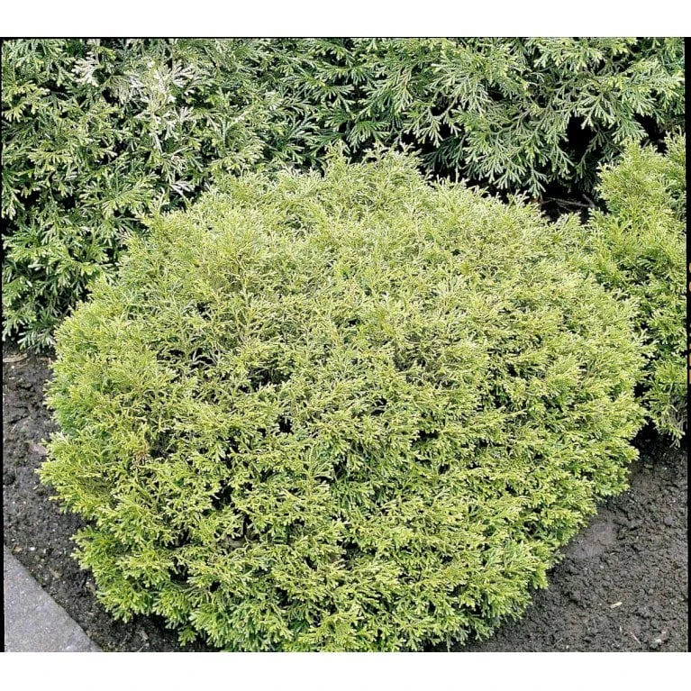 Dværg Hønsebenstræ 'Nana' Thujopsis Dolobrata 'Nana' Potte 3,0 Liter,- 20-25 Cm. 8 Dværg Hønsebenstræ 'Nana' Thujopsis Dolobrata 'Nana' Potte 3,0 Liter,- 20-25 Cm. - Image 6