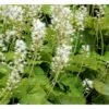Almindelig Skumblomst Tiarella Cordifolia 1 Liter Potte 1 Almindelig Skumblomst Tiarella Cordifolia 1 Liter Potte -Planter Salgsbutik mi2625 tiarella cordifolia 0f3b