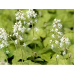 Almindelig Skumblomst Tiarella Cordifolia 1 Liter Potte 15 Almindelig Skumblomst Tiarella Cordifolia 1 Liter Potte -Planter Salgsbutik mi2625 tiarella cordifolia 52b0
