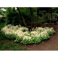 Almindelig Skumblomst Tiarella Cordifolia 1 Liter Potte 17 Almindelig Skumblomst Tiarella Cordifolia 1 Liter Potte -Planter Salgsbutik mi2625 tiarella cordifolia 7419