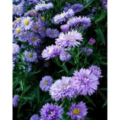 Høstaster 'Marie Ballard' Aster Novi-belgii 'Marie Ballard' 1 Liter Potte 13 Høstaster 'Marie Ballard' Aster Novi-belgii 'Marie Ballard' 1 Liter Potte -Planter Salgsbutik mi268 aster novi belgii marie ballard 2280