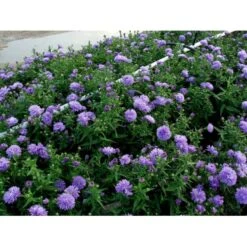 Høstaster 'Marie Ballard' Aster Novi-belgii 'Marie Ballard' 1 Liter Potte 11 Høstaster 'Marie Ballard' Aster Novi-belgii 'Marie Ballard' 1 Liter Potte -Planter Salgsbutik mi268 aster novi belgii marie ballard 5661