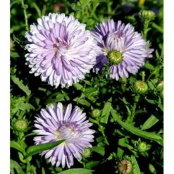 Høstaster 'Marie Ballard' Aster Novi-belgii 'Marie Ballard' 1 Liter Potte