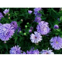Høstaster 'Marie Ballard' Aster Novi-belgii 'Marie Ballard' 1 Liter Potte 12 Høstaster 'Marie Ballard' Aster Novi-belgii 'Marie Ballard' 1 Liter Potte -Planter Salgsbutik mi268 aster novi belgii marie ballard d7c5