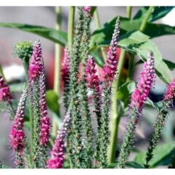 Aks Ærenpris 'Rotfuchs' Veronica Spicata 'Rotfuchs' 1 Liter Potte 8 Aks Ærenpris 'Rotfuchs' Veronica Spicata 'Rotfuchs' 1 Liter Potte -Planter Salgsbutik mi2711 veronica spicata rotfuchs a2ba