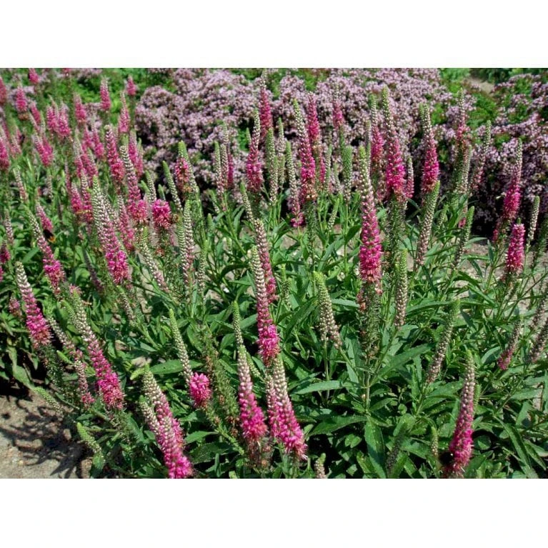 Aks Ærenpris 'Rotfuchs' Veronica Spicata 'Rotfuchs' 1 Liter Potte 6 Aks Ærenpris 'Rotfuchs' Veronica Spicata 'Rotfuchs' 1 Liter Potte - Image 4