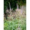 Virginsk Ærenpris 'Apollo' Veronicastrum Virginicum 'Apollo' Potte 2 Liter. 2 Virginsk Ærenpris 'Apollo' Veronicastrum Virginicum 'Apollo' Potte 2 Liter. -Planter Salgsbutik mi2713 veronicastrum virginicum 663e