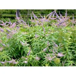 Virginsk Ærenpris 'Apollo' Veronicastrum Virginicum 'Apollo' Potte 2 Liter. 7 Virginsk Ærenpris 'Apollo' Veronicastrum Virginicum 'Apollo' Potte 2 Liter. -Planter Salgsbutik mi2713 veronicastrum virginicum a95e