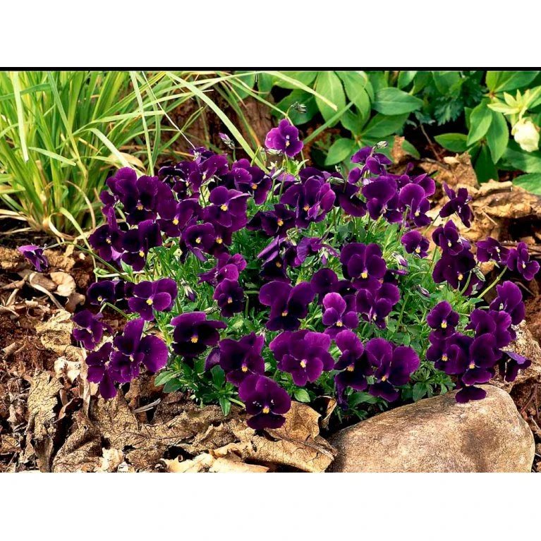Hornviol 'Germanica' Viola Cornuta 'Germanica' 10 Cm. Potte 7 Hornviol 'Germanica' Viola Cornuta 'Germanica' 10 Cm. Potte - Image 5