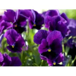 Hornviol 'Germanica' Viola Cornuta 'Germanica' 10 Cm. Potte 10 Hornviol 'Germanica' Viola Cornuta 'Germanica' 10 Cm. Potte -Planter Salgsbutik mi2750 viola cornuta germanica b728