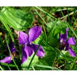 Martsviol 'Königin Charlotte' Viola Odorata 'Königin Charlotte' 10 Cm. Potte