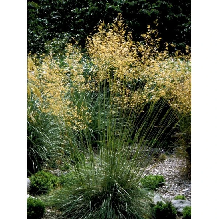 Kæmpefjergræs Stipa Gigantea Potte 2 Liter. 9 Kæmpefjergræs Stipa Gigantea Potte 2 Liter. - Image 7