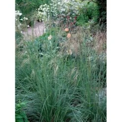 Kæmpefjergræs Stipa Gigantea Potte 2 Liter. 12 Kæmpefjergræs Stipa Gigantea Potte 2 Liter. -Planter Salgsbutik mi2869 stipa gigantea 6069