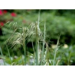 Kæmpefjergræs Stipa Gigantea Potte 2 Liter. 13 Kæmpefjergræs Stipa Gigantea Potte 2 Liter. -Planter Salgsbutik mi2869 stipa gigantea 707a