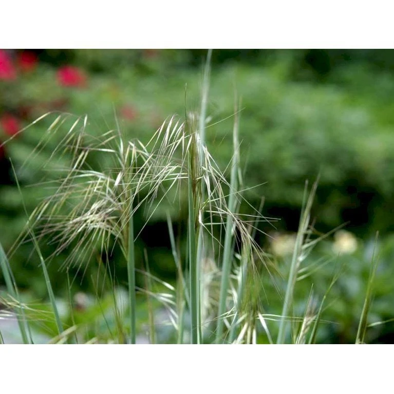 Kæmpefjergræs Stipa Gigantea Potte 2 Liter. 7 Kæmpefjergræs Stipa Gigantea Potte 2 Liter. - Image 5