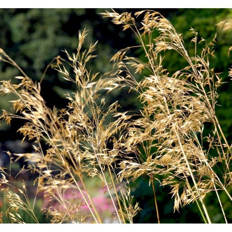 Kæmpefjergræs Stipa Gigantea Potte 2 Liter. 5 Kæmpefjergræs Stipa Gigantea Potte 2 Liter. - Image 3