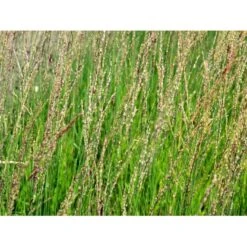 Blåtop 'Heidebraut' Molinia Caerulea 'Heidebraut' 1 Liter Potte