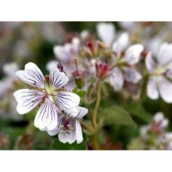 Storkenæb Renardii Geranium Renardii 1 Liter Potte 13 Storkenæb Renardii Geranium Renardii 1 Liter Potte -Planter Salgsbutik mi3104 geranium renardii 5527