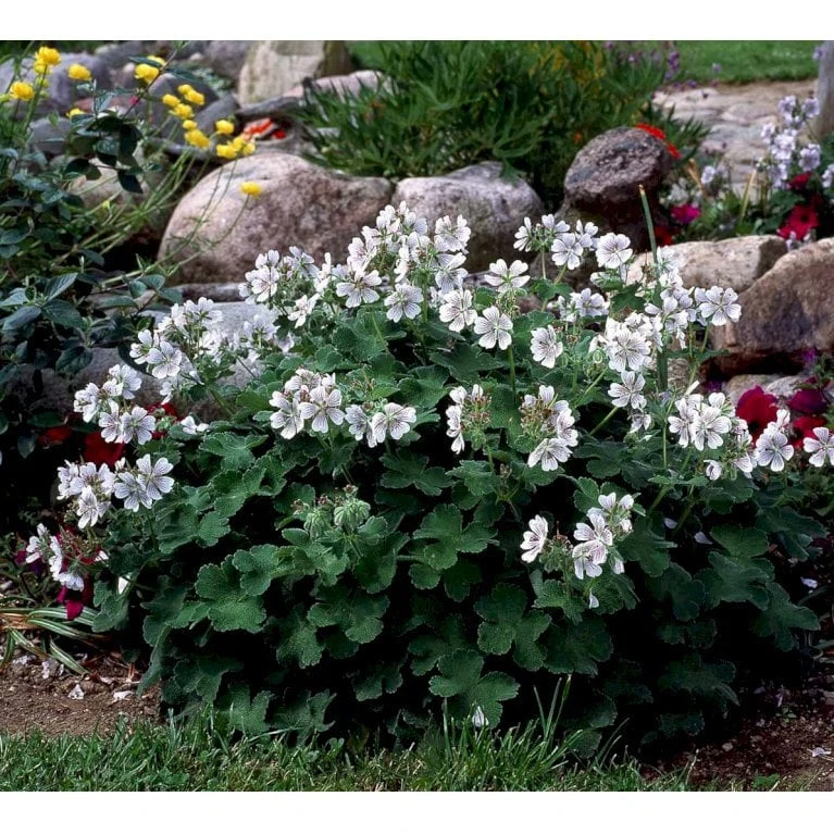 Storkenæb Renardii Geranium Renardii 1 Liter Potte 9 Storkenæb Renardii Geranium Renardii 1 Liter Potte - Image 7
