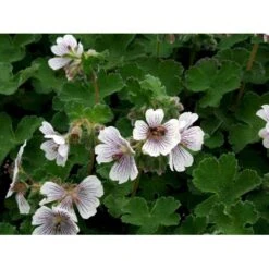 Storkenæb Renardii Geranium Renardii 1 Liter Potte 12 Storkenæb Renardii Geranium Renardii 1 Liter Potte -Planter Salgsbutik mi3104 geranium renardii fb43