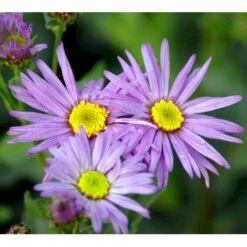 Amellusasters 'Mira' Aster Amellus 'Mira' 1 Liter Potte 9 Amellusasters 'Mira' Aster Amellus 'Mira' 1 Liter Potte -Planter Salgsbutik mi3151 aster amellus mira 7485