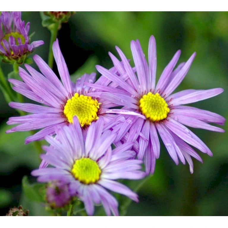 Amellusasters 'Mira' Aster Amellus 'Mira' 1 Liter Potte 6 Amellusasters 'Mira' Aster Amellus 'Mira' 1 Liter Potte - Image 4